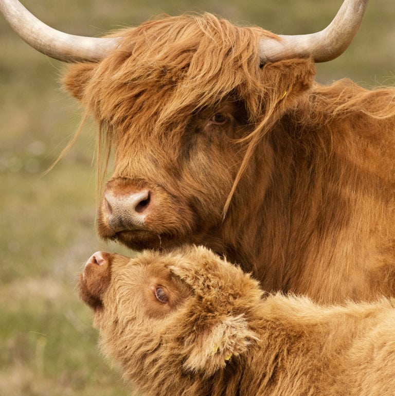 Broad Bay Highland Cattle Fold – The Broad Bay Highland Cattle Fold ...