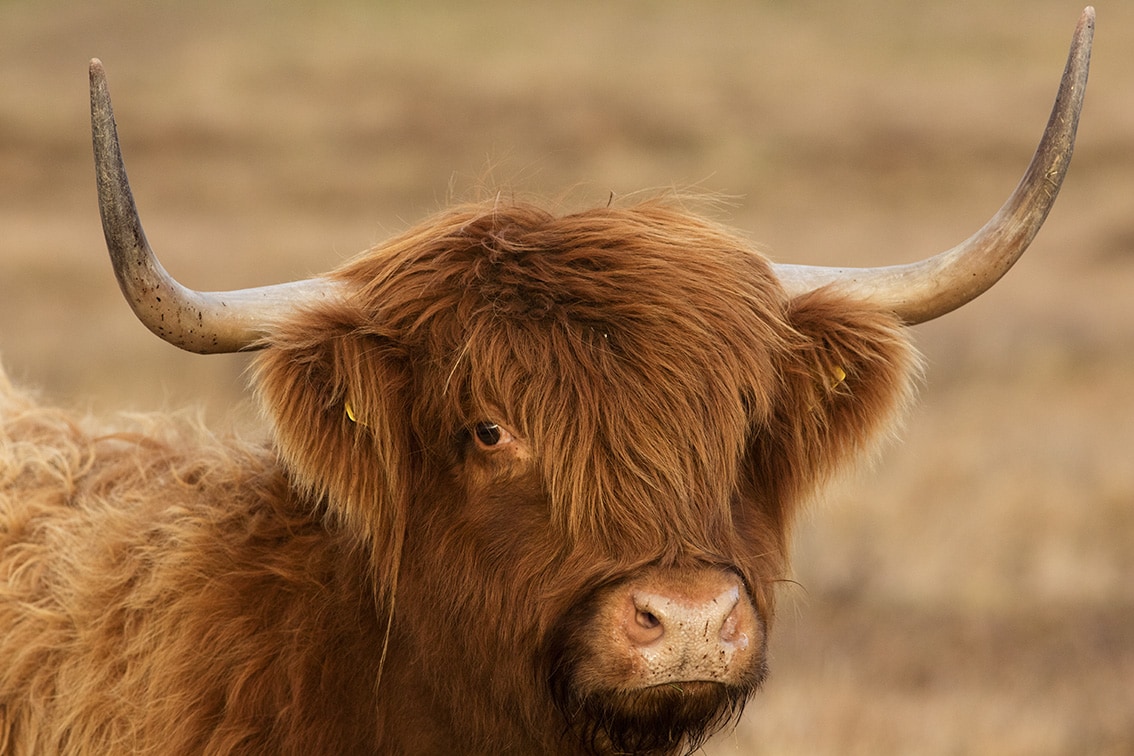 Cattle – Broad Bay Highland Cattle Fold