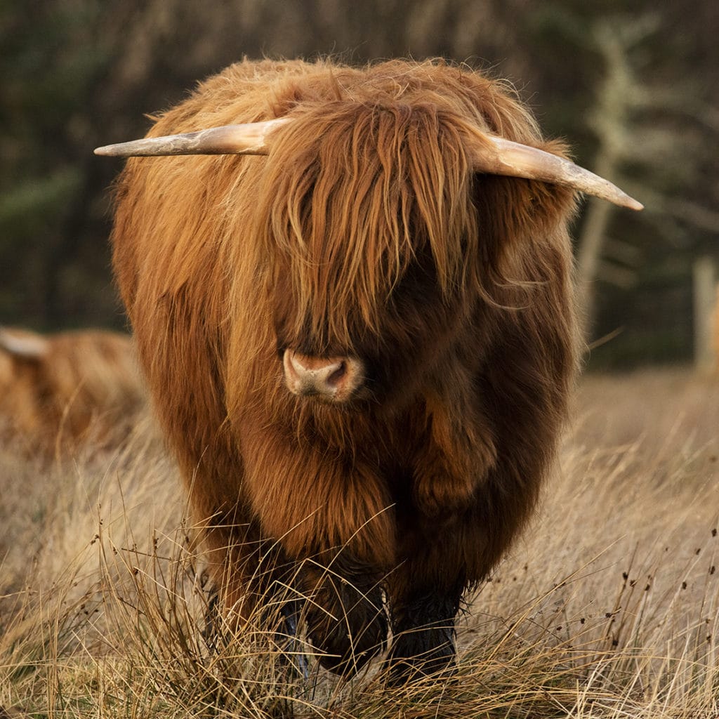 Broad Bay Highland Cattle Fold – The Broad Bay Highland Cattle Fold ...